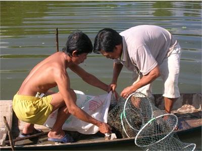 Kiên Giang Vào Vụ Thu Hoạch Tôm Nuôi