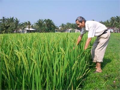 Ứng Dụng Công Nghệ Sinh Học Vào Sản Xuất Nông Nghiệp