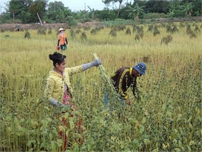 Trồng Mè Lãi Khá