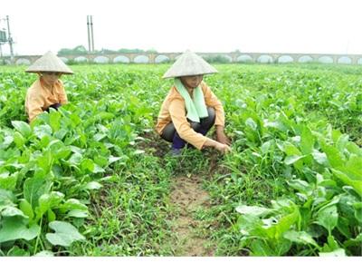 Vùng Rau Chuẩn An Toàn Duy Nhất Của Tỉnh Bắc Ninh