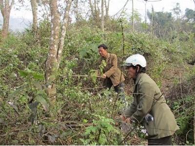 Phình Giàng tăng cường công tác quản lý bảo vệ rừng
