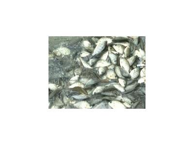 Phát triển mạnh nghề sản xuất cá rô phi giống