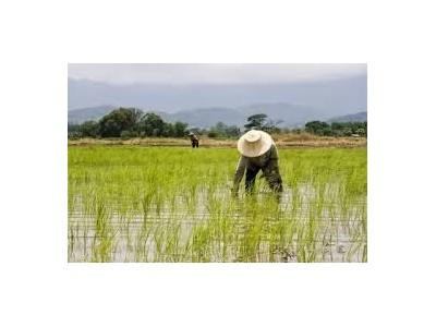 Quảng Trị chuyển đổi đất trồng lúa sang trồng màu để tránh hạn