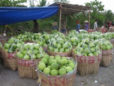 Giá trái cây giảm thê thảm