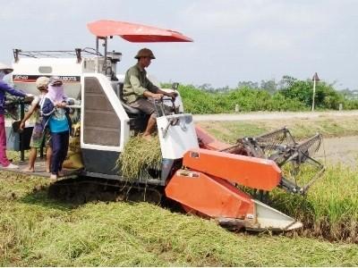 Giàu từ cây lúa