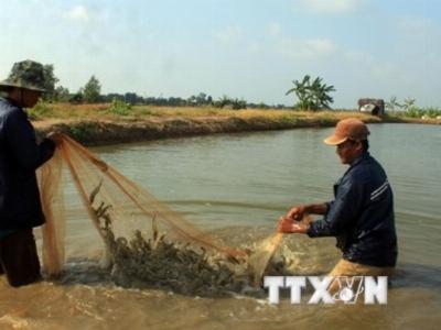 Mổ xẻ nguyên nhân tôm chết hàng loạt ở Đồng bằng sông Cửu Long