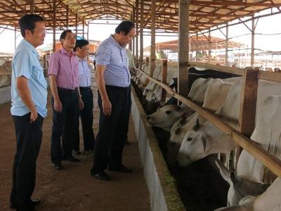 Bí thư tỉnh ủy quyết nuôi bò
