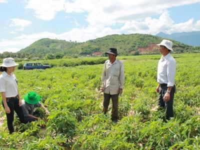 Lời giải nào cho phát triển cây sắn bền vững tại Dak Lak?