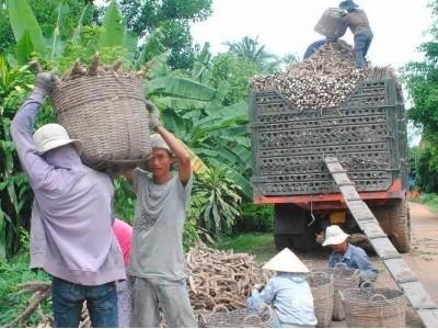 Tây Ninh thay đổi quy hoạch, giảm mía, tăng mì