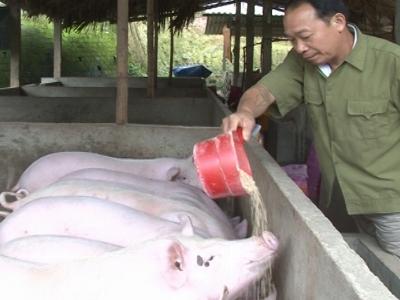 Mô hình trang trại chăn nuôi lợn thịt trị giá 4 tỷ đồng