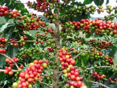 Nhiều loại rệp gây hại trên cây cà phê