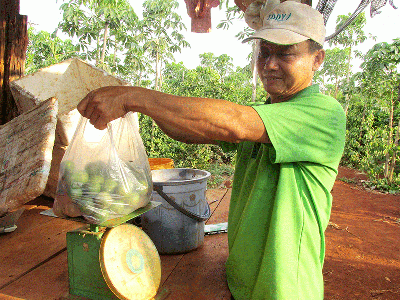 Trồng chanh cho hiệu quả kinh tế cao