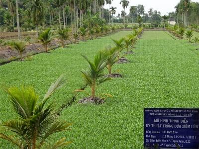 Kỹ thuật trồng dừa xiêm