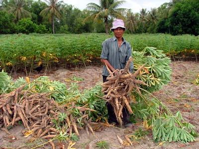 Rệp sáp bột hồng lây lan nhanh gây hại gần 54ha sắn