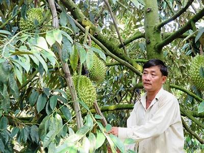 Làm giàu từ cây sầu riêng