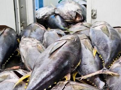 Cá ngừ đại dương rớt giá, ngư dân Khánh Hòa khó khăn