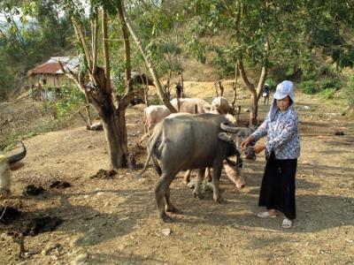 Vốn về bản mang theo vườn cà phê, ao cá...