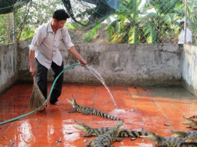 Giá cá sấu bằng 1/3 cùng kỳ, người nuôi thua lỗ