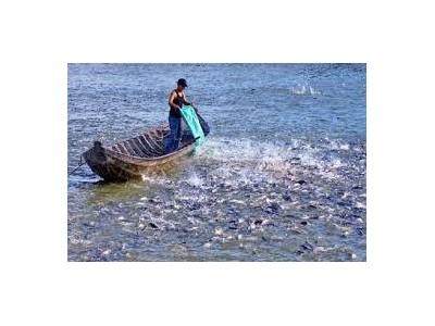 Để nghề nuôi thủy sản ở Hải Hòa phát triển bền vững