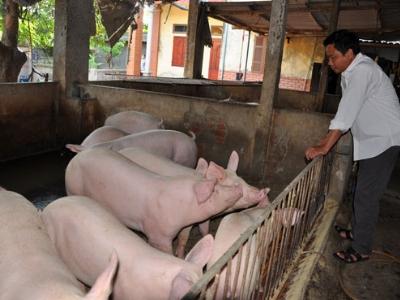 Trung Quốc ngừng thu mua lợn siêu trọng không lối thoát