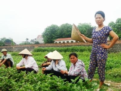 Dân đề nghị VTV phát sóng xin lỗi, minh oan vụ dùng chổi quét rau