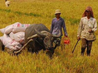 Quản lý và phát triển thương hiệu gạo Việt Nam