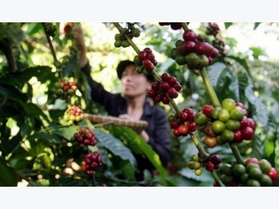 Asia coffee-Vietnam premiums dip in quiet market