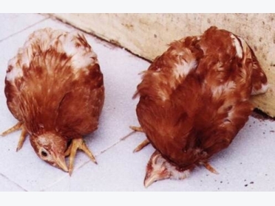 Bệnh Niu-cát-xơn trên gà (bệnh gà rù)
