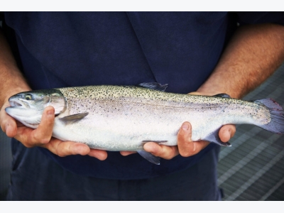 For Great Lakes aquaculture, its a tale of two countries