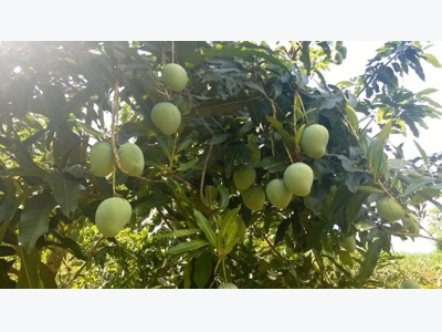 Vietnams northern province to export mangoes to Australia