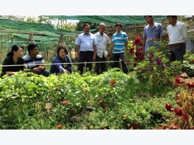 Japanese NGO assists Vietnamese farmers in producing safe greens