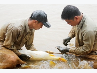 Làm chủ công nghệ sản xuất giống cá chép lai