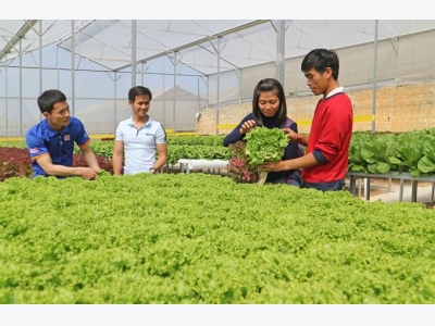 Hà Nội hi-tech farm expansion remains slow