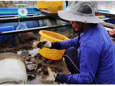 Hàu thương phẩm chết hàng loạt chưa tìm ra nguyên nhân