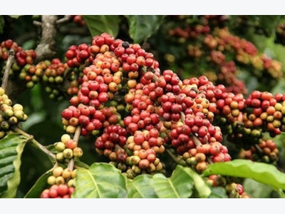 Coffee output to near 2016 yield