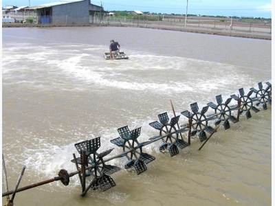 Shrimp aids climate change battle in VN