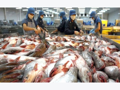 Catfish segment seeks to regain market share in the EU