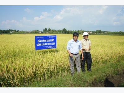 Giống lúa An Sinh 1399 chinh phục người dân Đăk Lăk