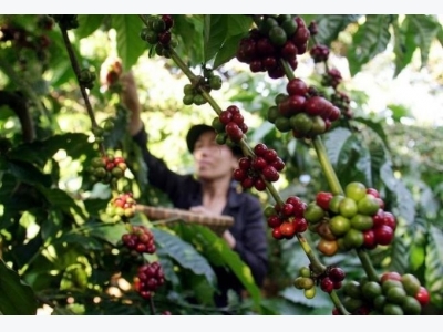 Vietnams 2017/2018 coffee output to rise 10 pct on good weather, prices