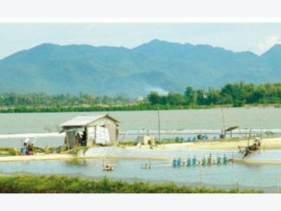 Vietnam attempts to restore prawns in Australian market