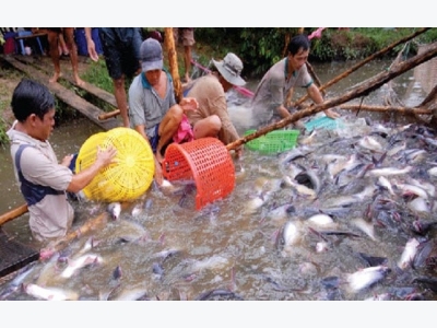 Prospects and perils of pangasius exports to China