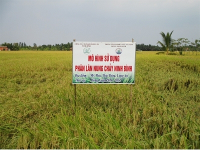 Hiệu quả phân lân nung chảy Ninh Bình trên đất phèn