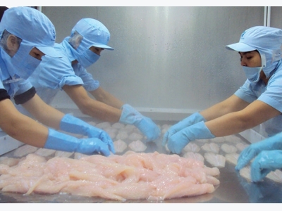 Pangasius exports to China increase, but there are many concerns