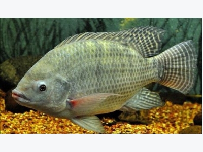 A warning and an improved PCR detection method for tilapia lake virus (TiLV) disease