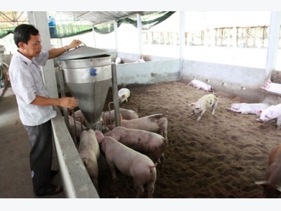 Mô hình chăn nuôi heo trên đệm lót sinh học của trang trại Trần Văn Tần xã Định Thuỷ
