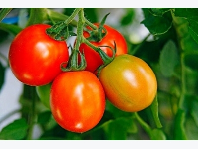 How To Remove Tomatoes Stem and Why We Need To Do It In Time!