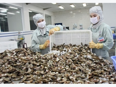 Japan becomes largest importer of VNs shrimps