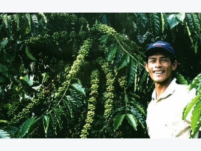 Vietnam vows to reorganize coffee production