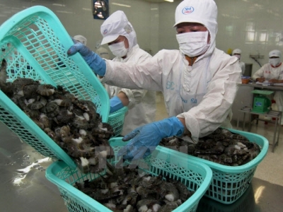 Vietnam urges Australia to remove ban on uncooked shrimp