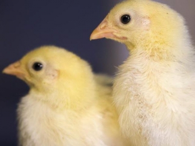 Genes behind social behavior in chickens identified